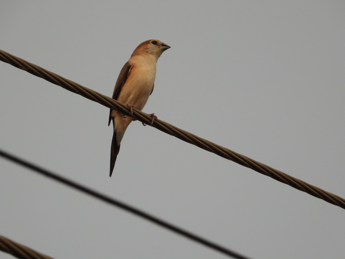 Indian Silverbill - ML620747092