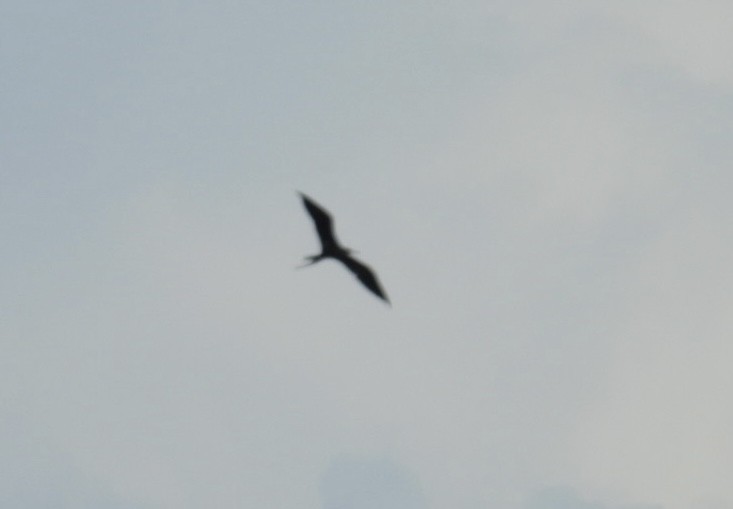 Magnificent Frigatebird - ML620747095