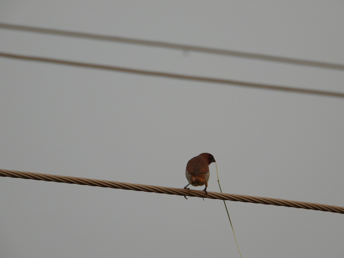 Scaly-breasted Munia - VANDANA MOON