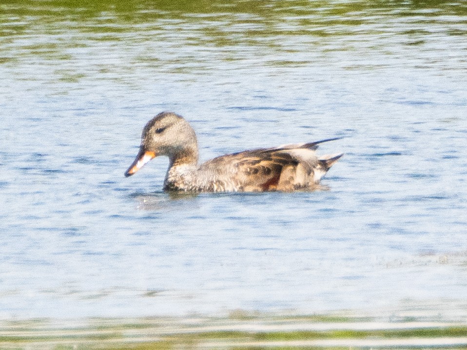 Gadwall - ML620747104