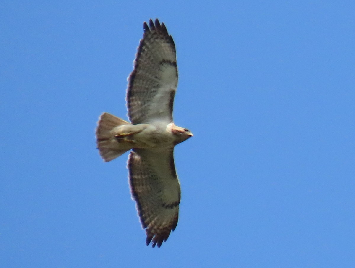 Red-tailed Hawk - ML620747105