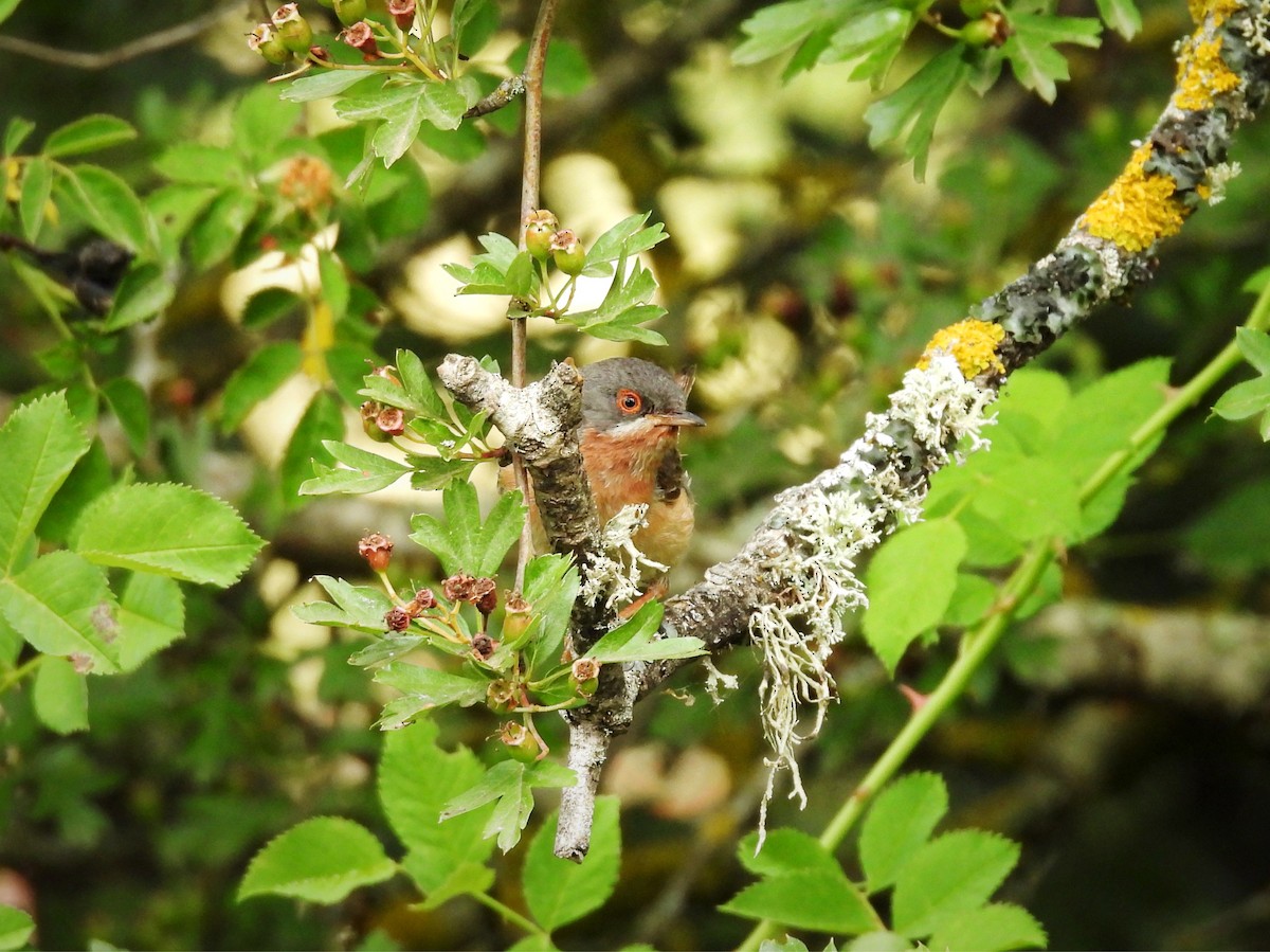 Western Subalpine Warbler - ML620747122