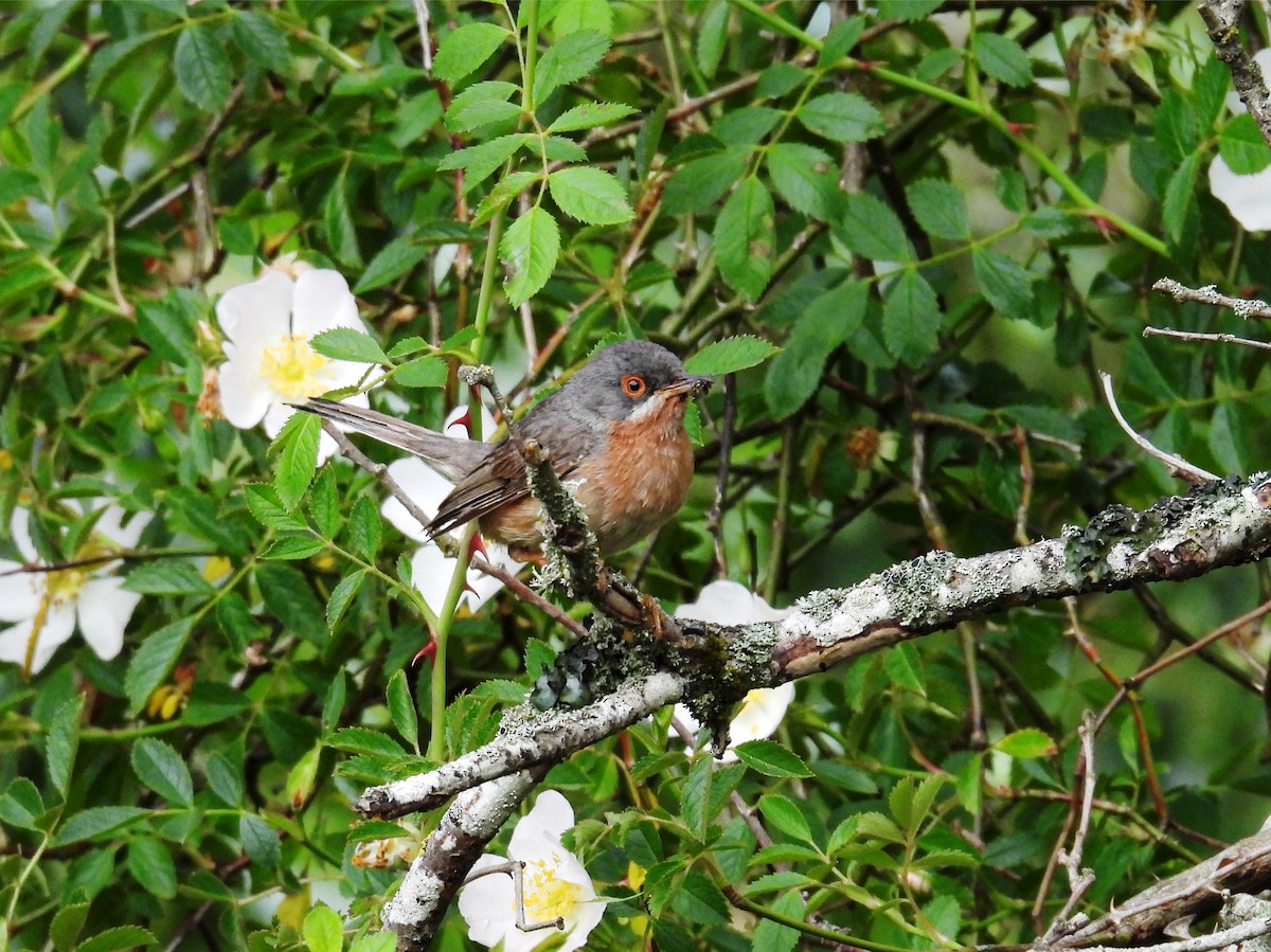 Western Subalpine Warbler - ML620747123