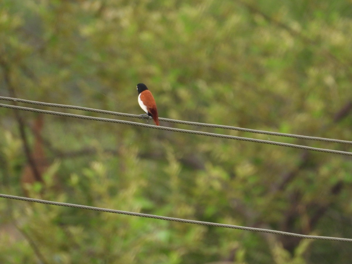 Tricolored Munia - ML620747136