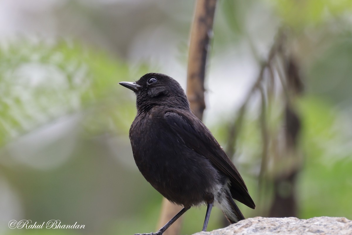 Pied Bushchat - ML620747141