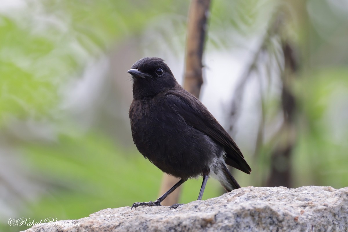 Pied Bushchat - ML620747144