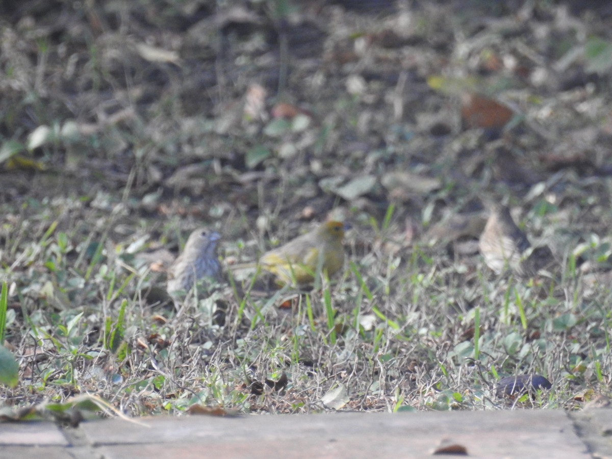 Saffron Finch - ML620747147