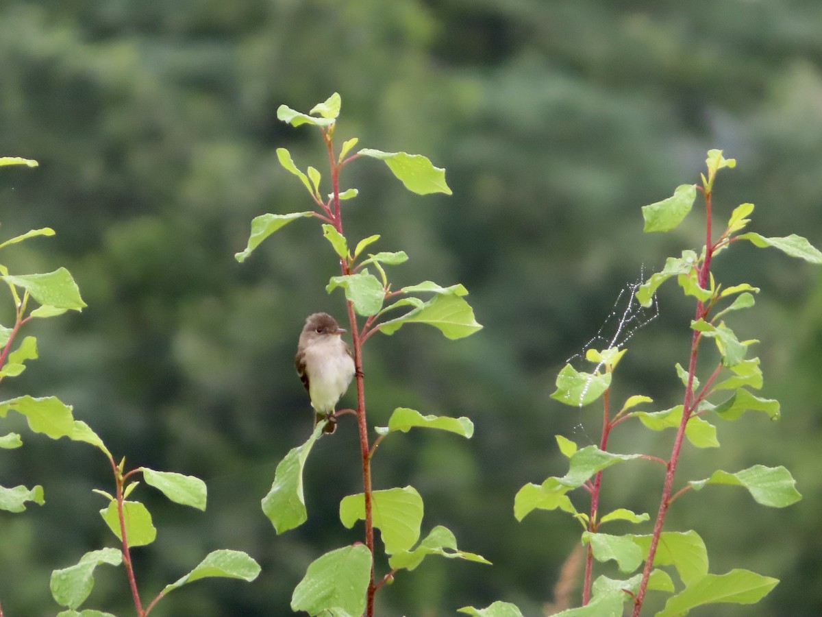 Willow Flycatcher - ML620747150