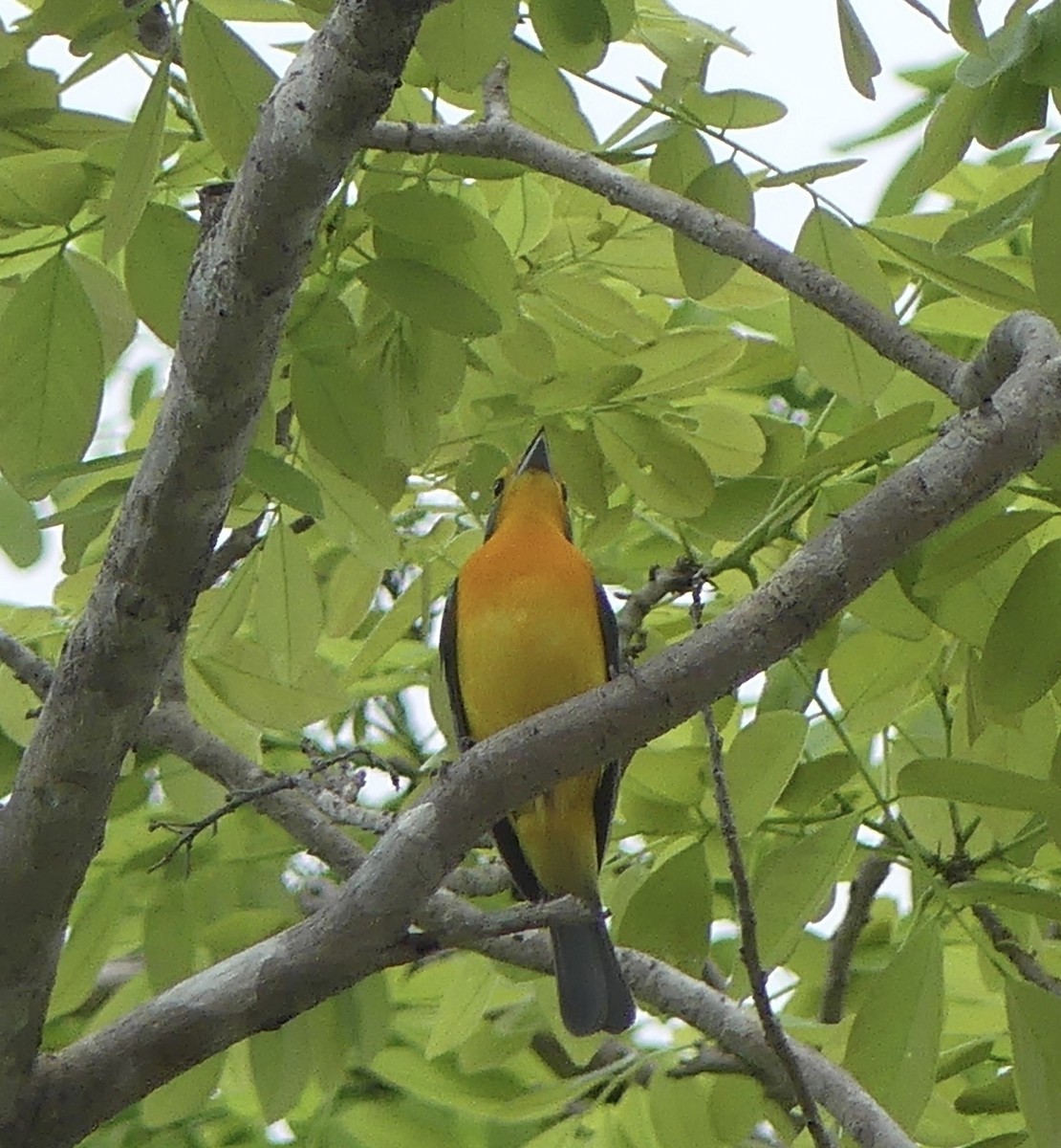 Orange-breasted Bunting - ML620747153