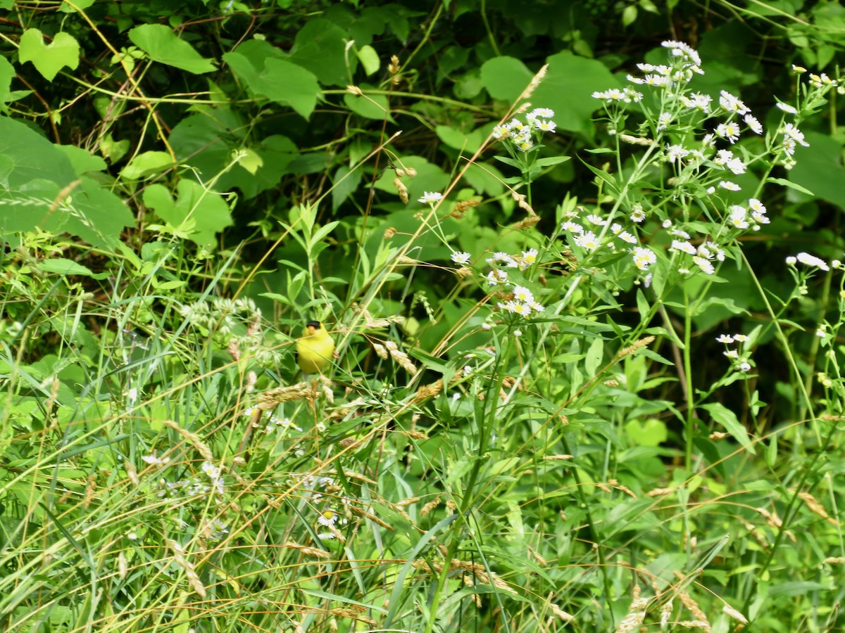 American Goldfinch - ML620747158