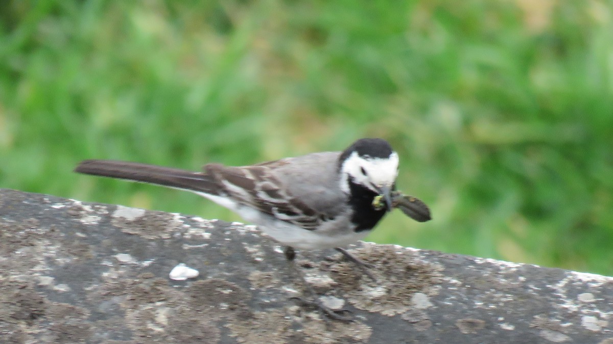 White Wagtail - ML620747161