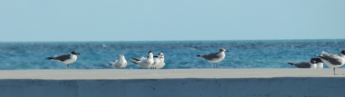 Laughing Gull - ML620747163