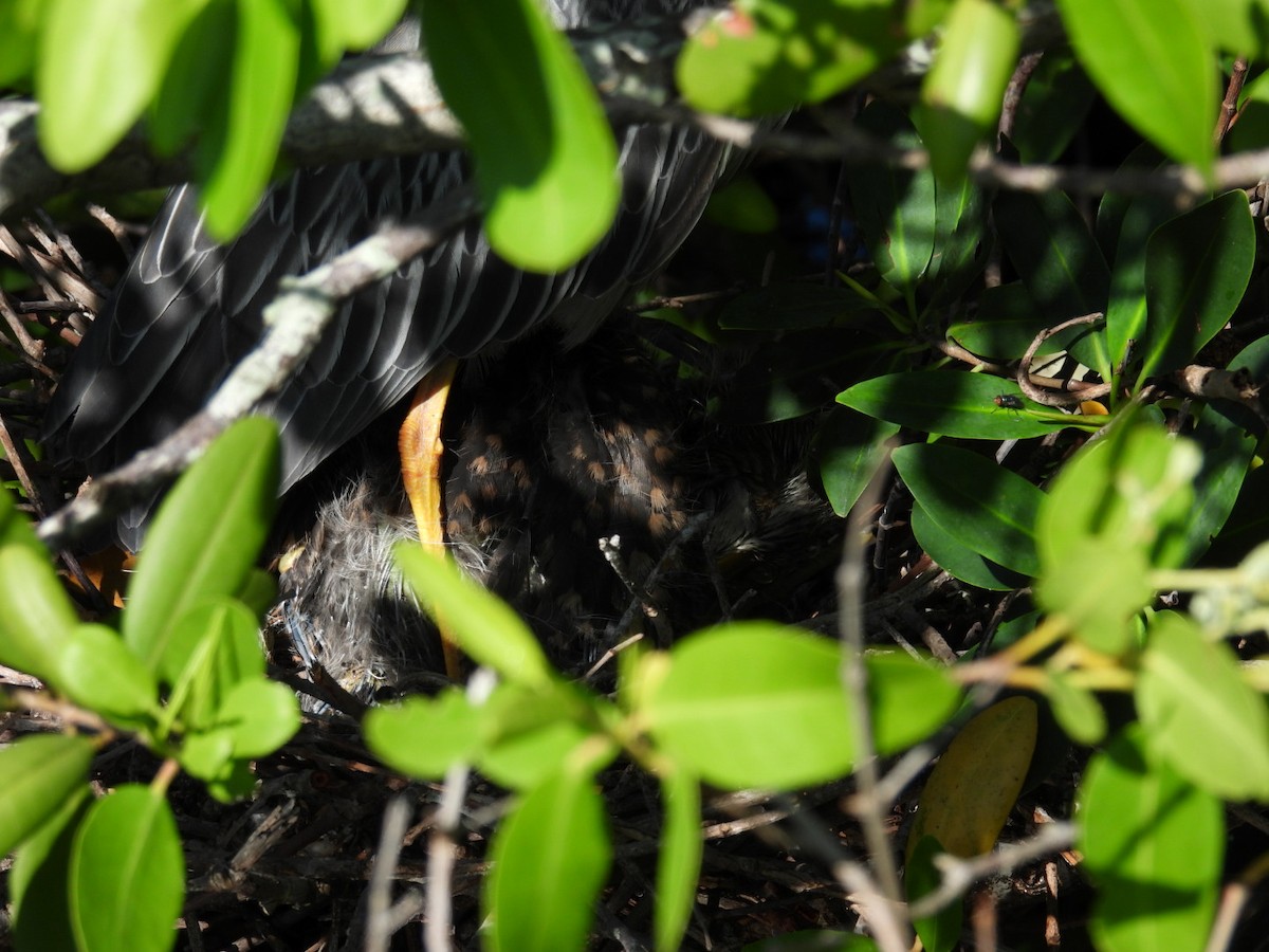 Yellow-crowned Night Heron - ML620747164