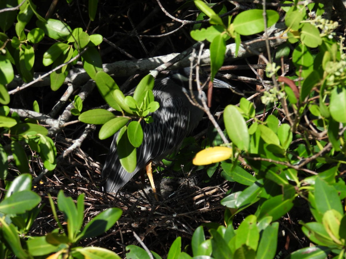 Yellow-crowned Night Heron - ML620747165