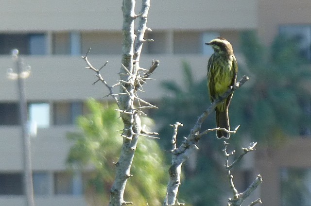 Variegated Flycatcher - ML620747167