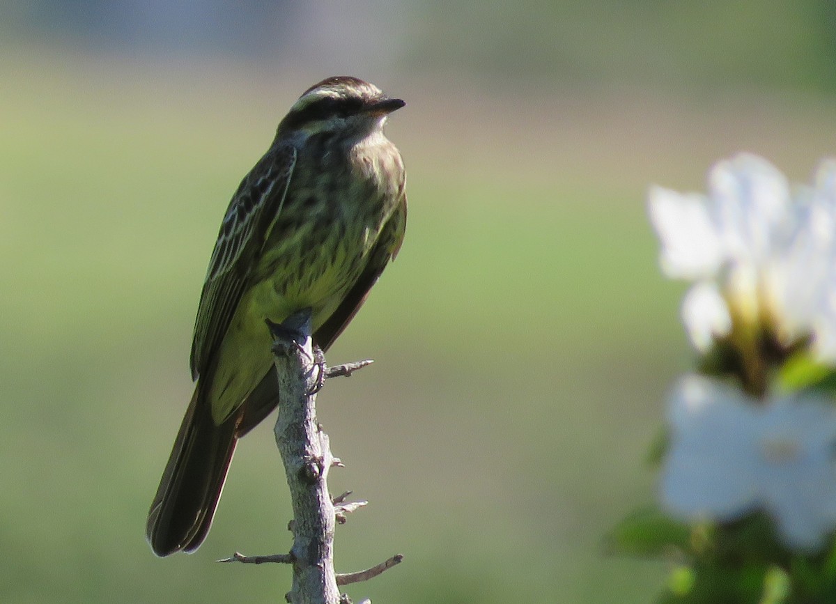 Variegated Flycatcher - Jerri Kerr