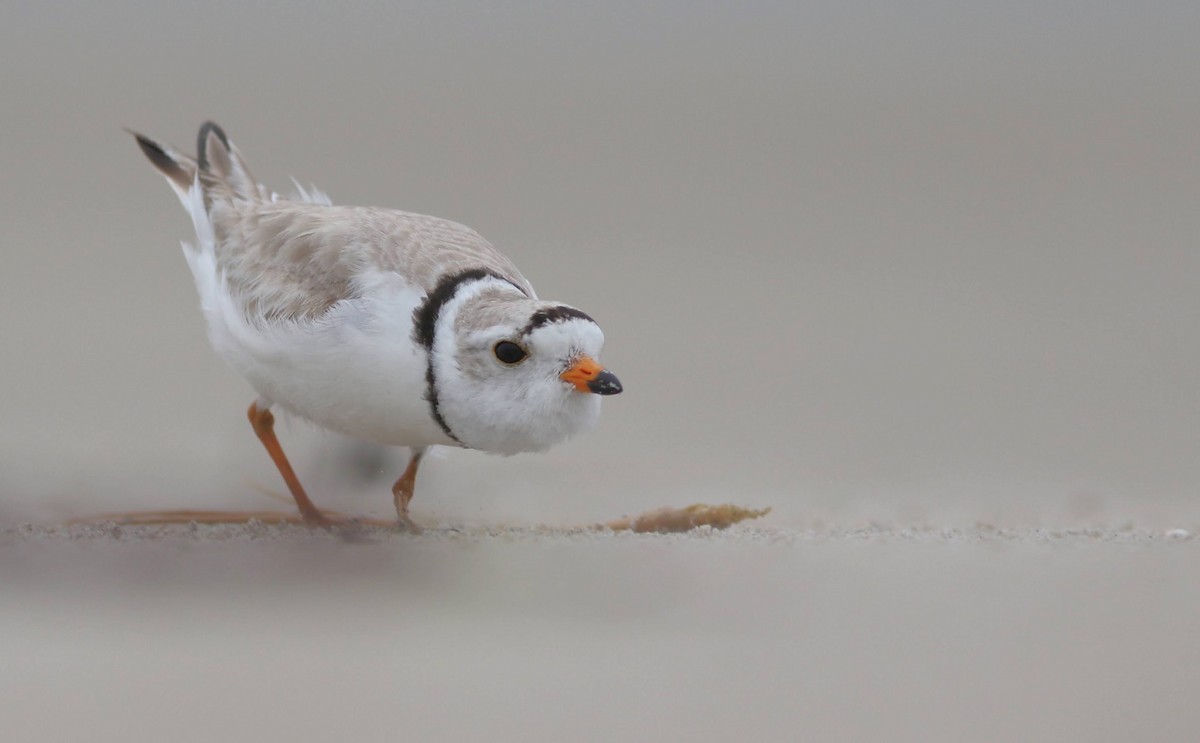 Piping Plover - ML620747178