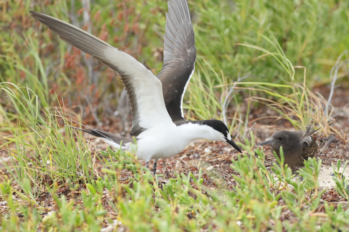 Sooty Tern - ML620747195