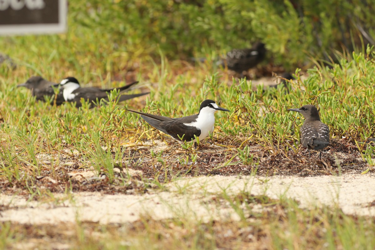 Sooty Tern - ML620747196