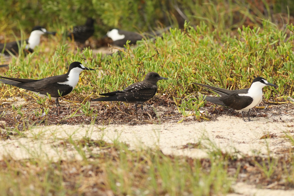 Sooty Tern - ML620747197