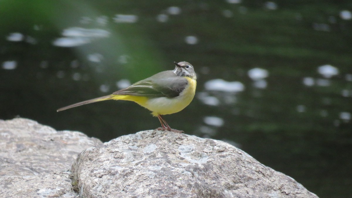 Gray Wagtail - ML620747199