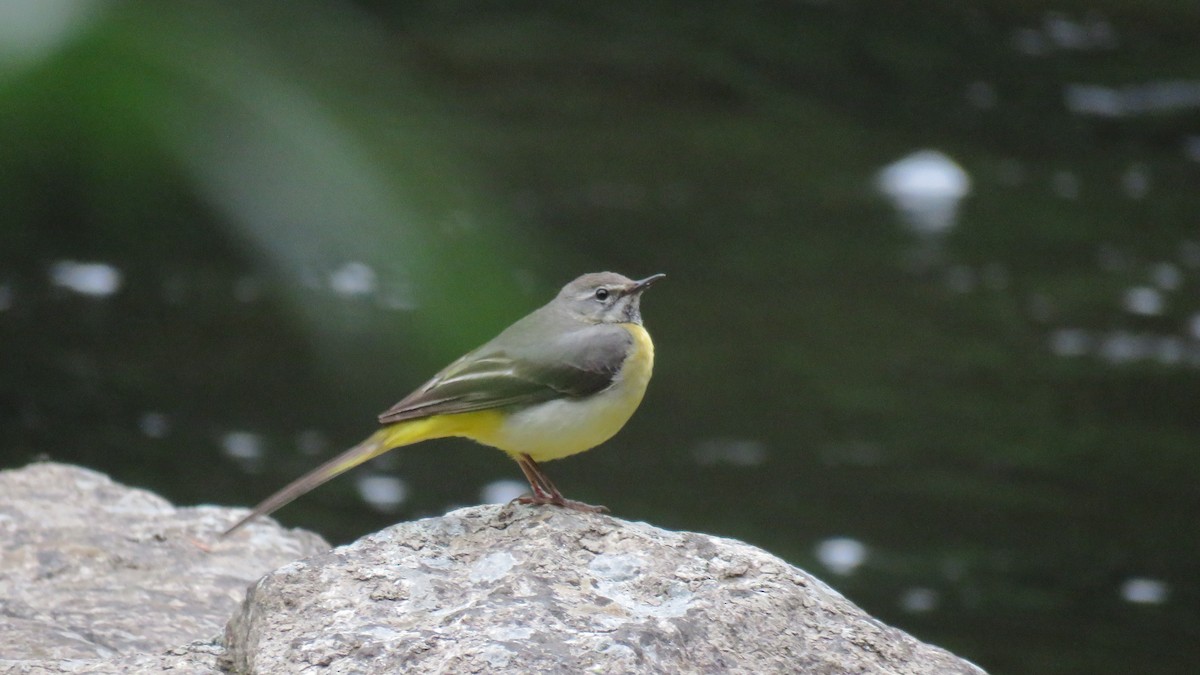 Gray Wagtail - ML620747200