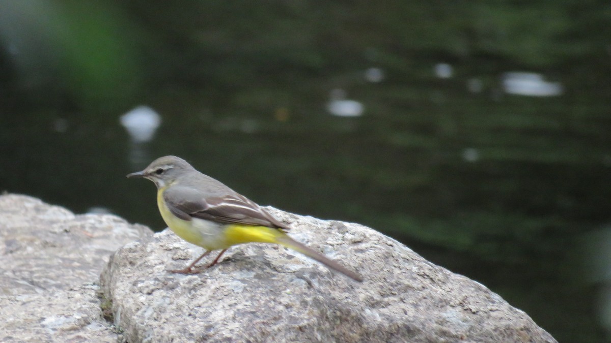 Gray Wagtail - ML620747201