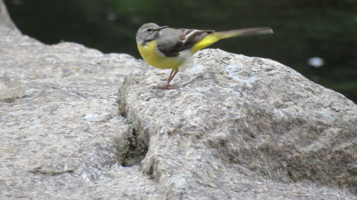 Gray Wagtail - ML620747202