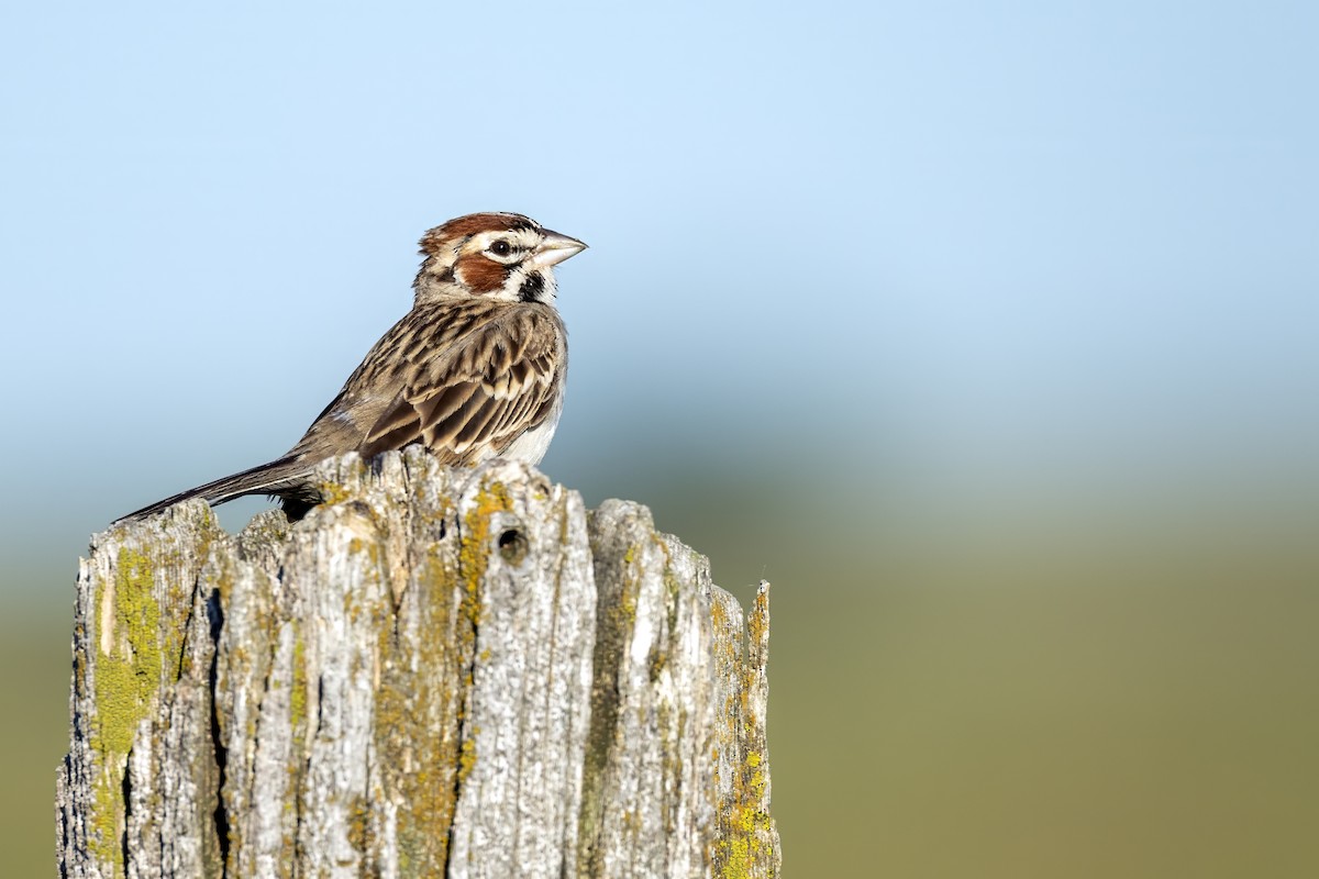 Lark Sparrow - ML620747204