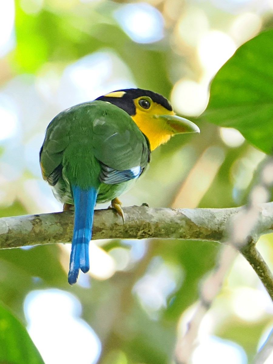 Long-tailed Broadbill - ML620747205