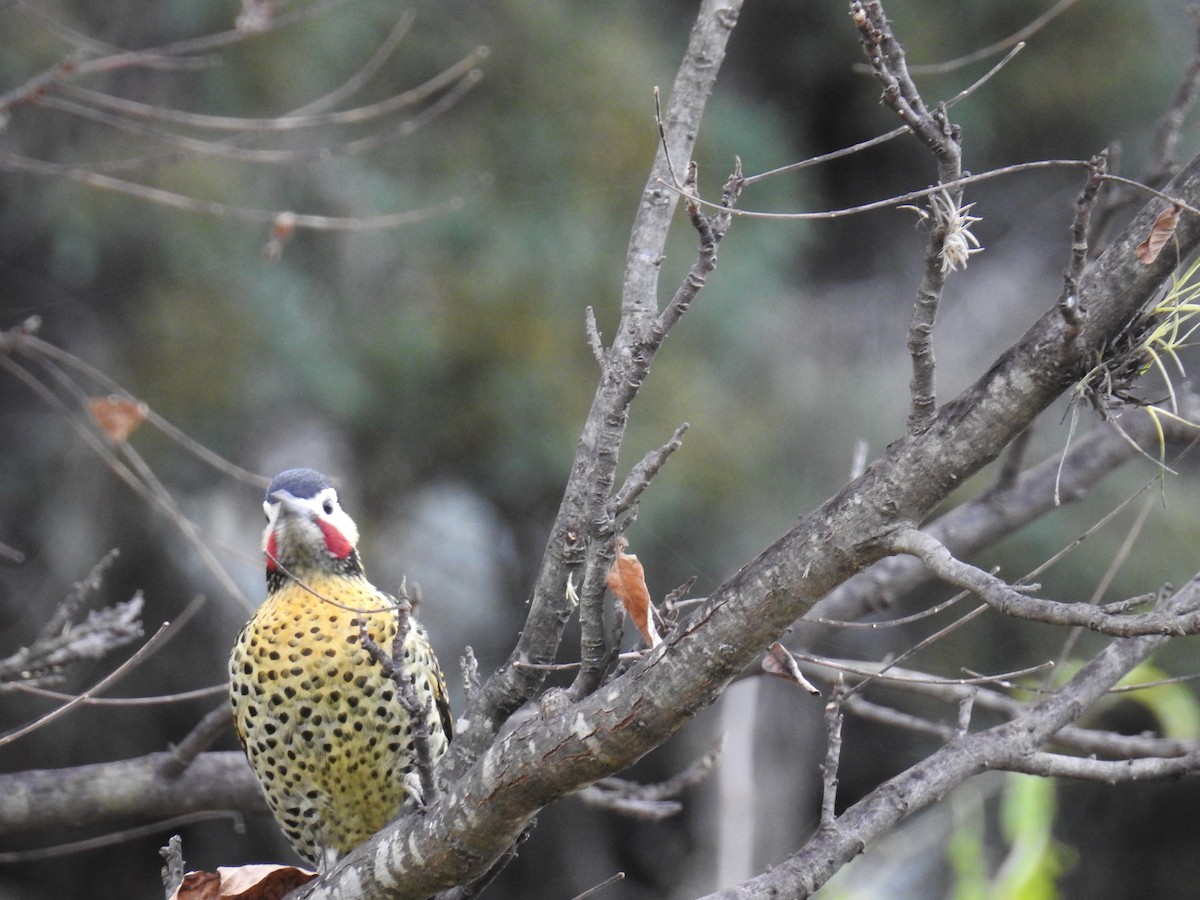 Green-barred Woodpecker - ML620747210