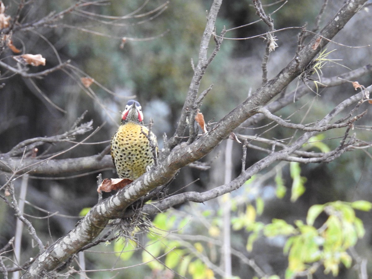 Green-barred Woodpecker - ML620747211
