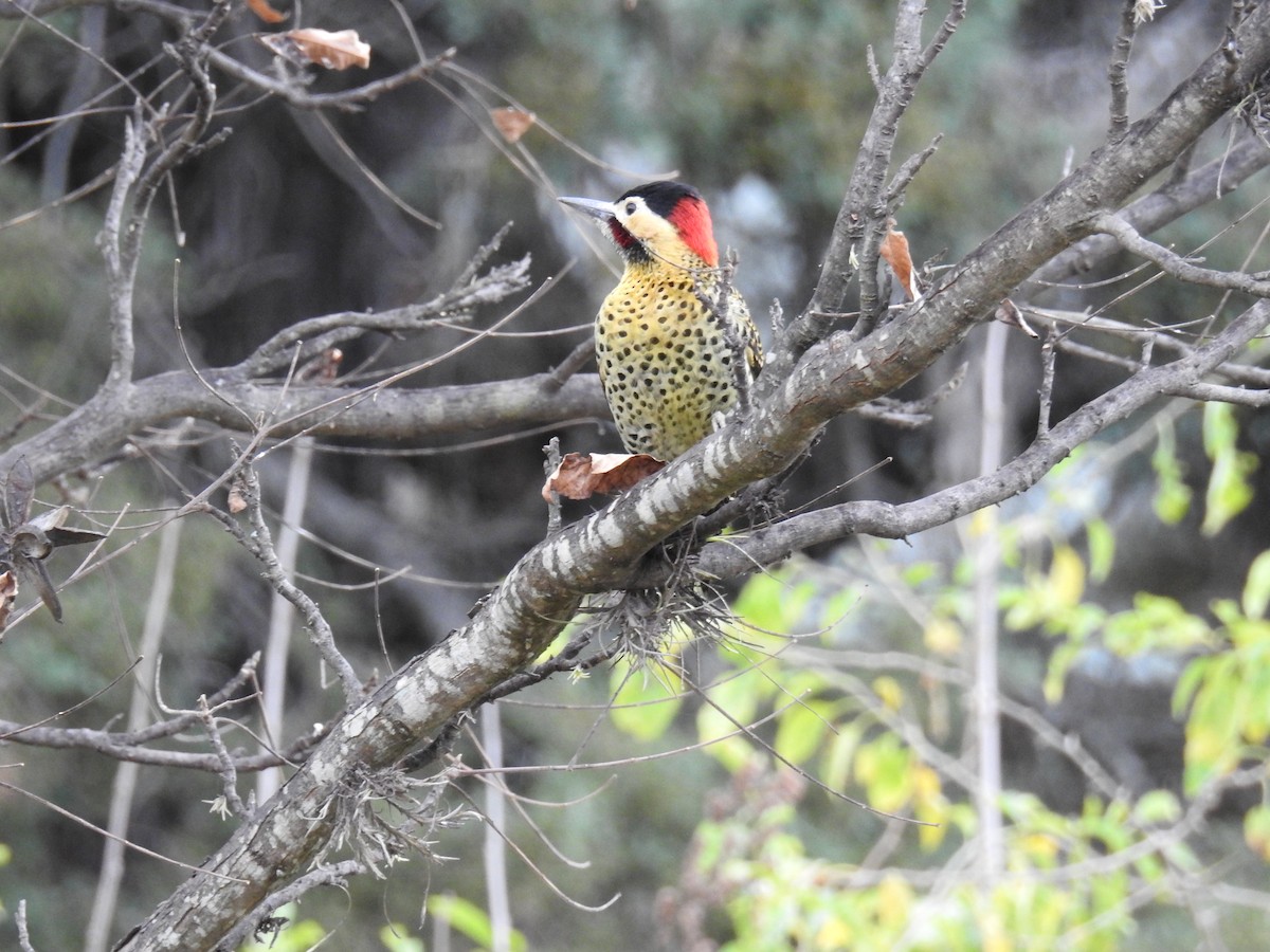 Green-barred Woodpecker - ML620747212