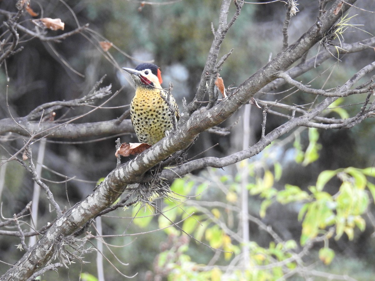 Green-barred Woodpecker - ML620747213