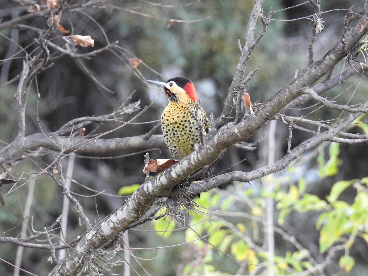 Green-barred Woodpecker - ML620747214