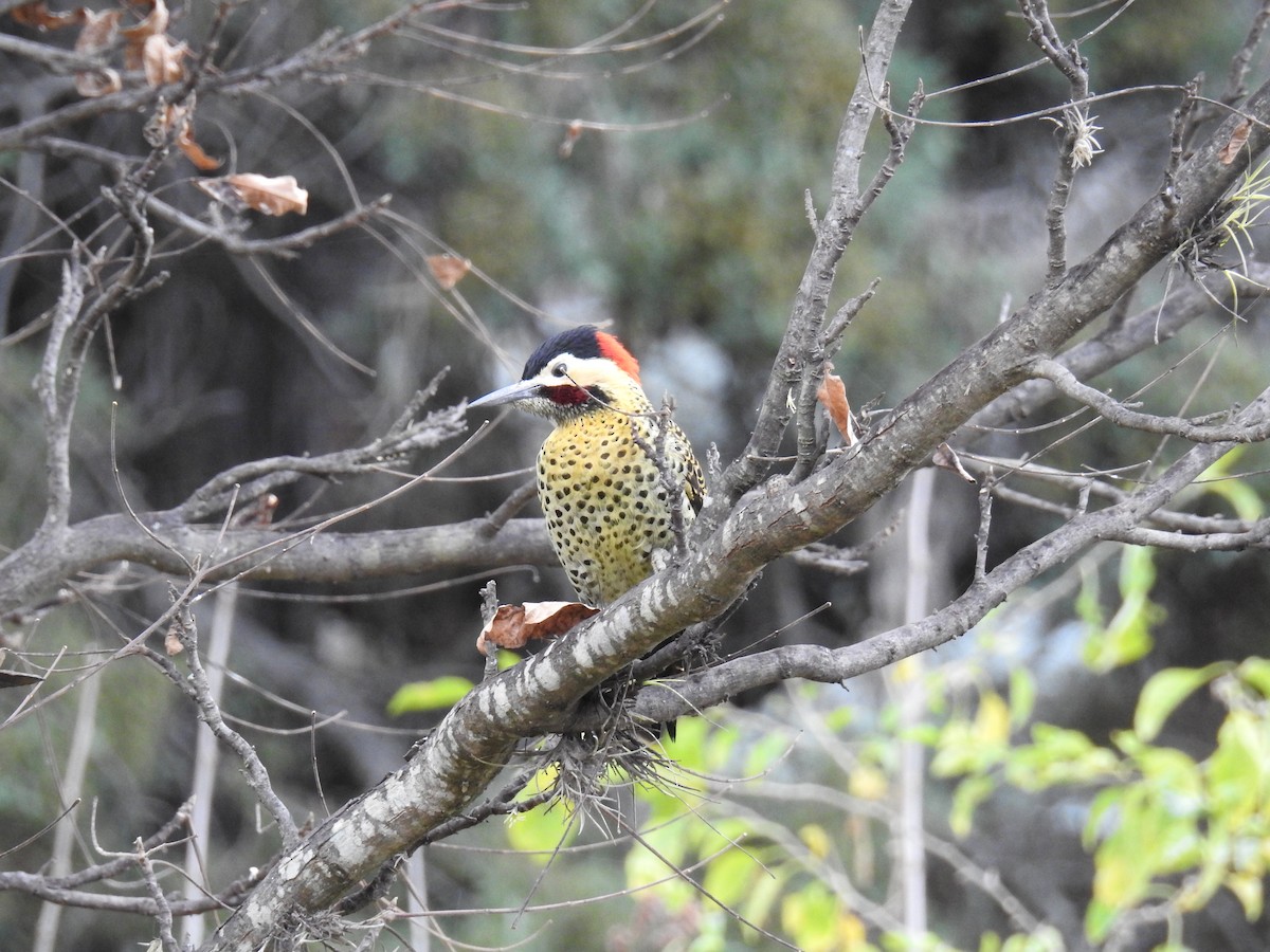 Green-barred Woodpecker - ML620747215