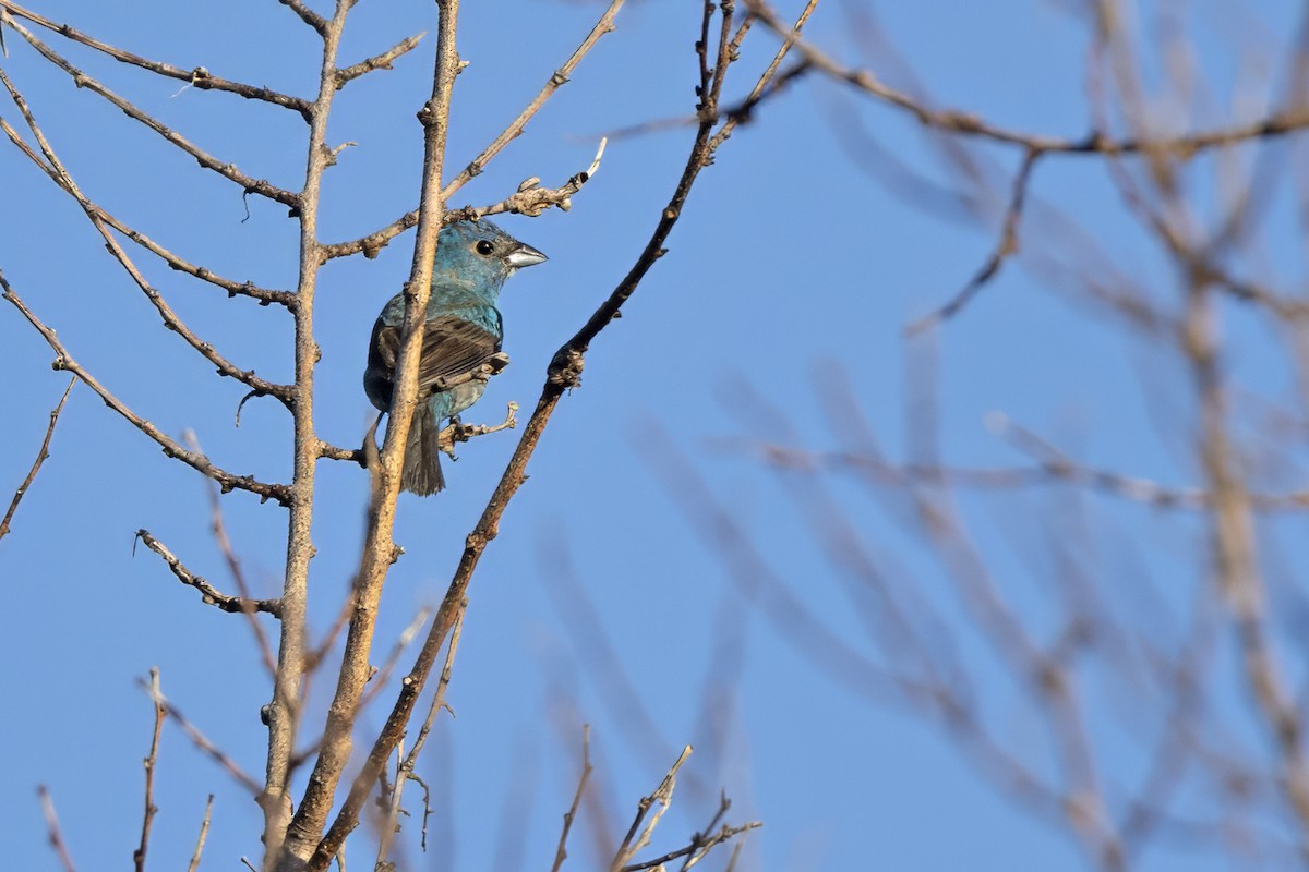 Indigo Bunting - ML620747216