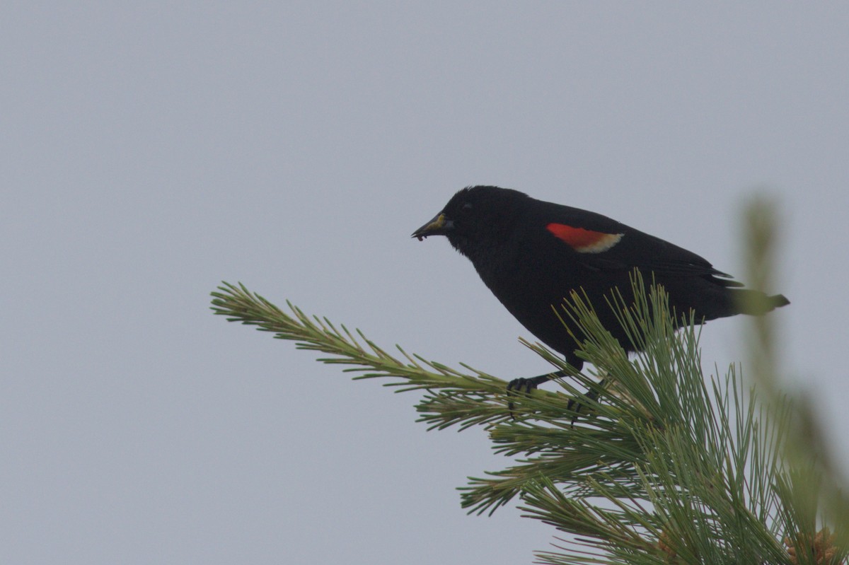 Red-winged Blackbird - ML620747218