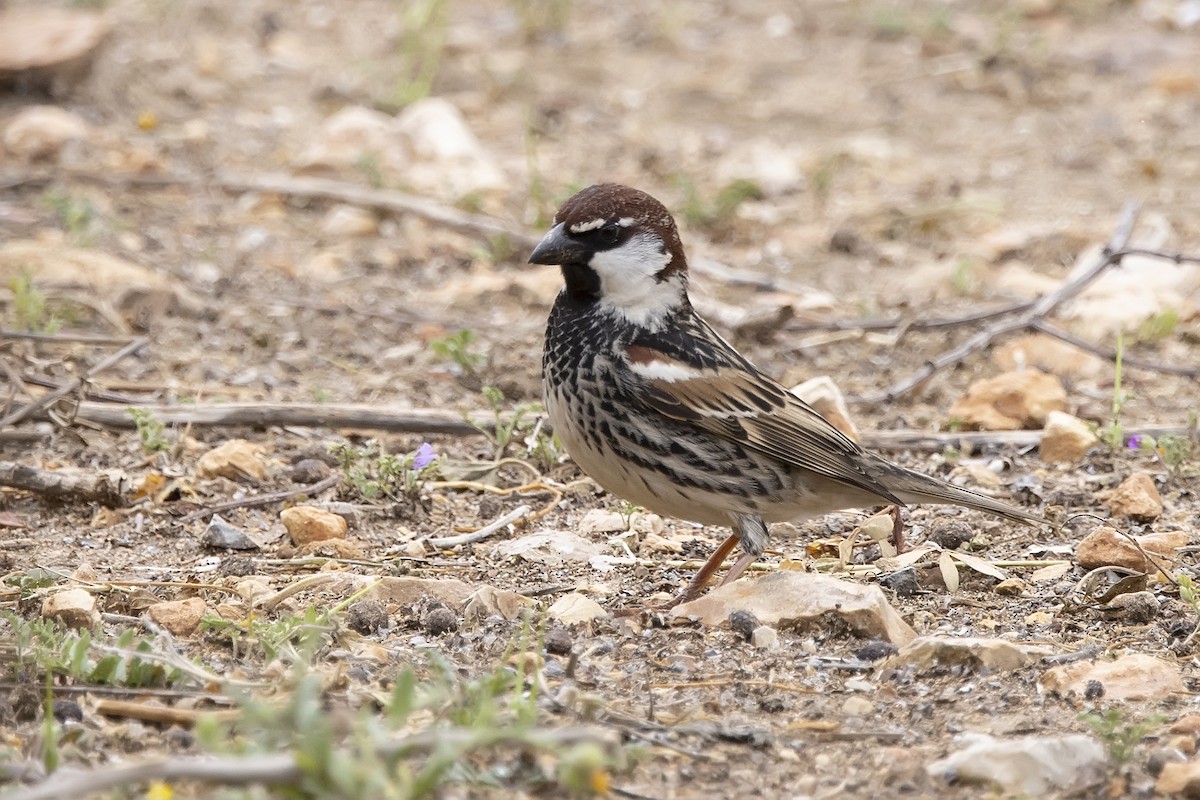 Spanish Sparrow - ML620747219