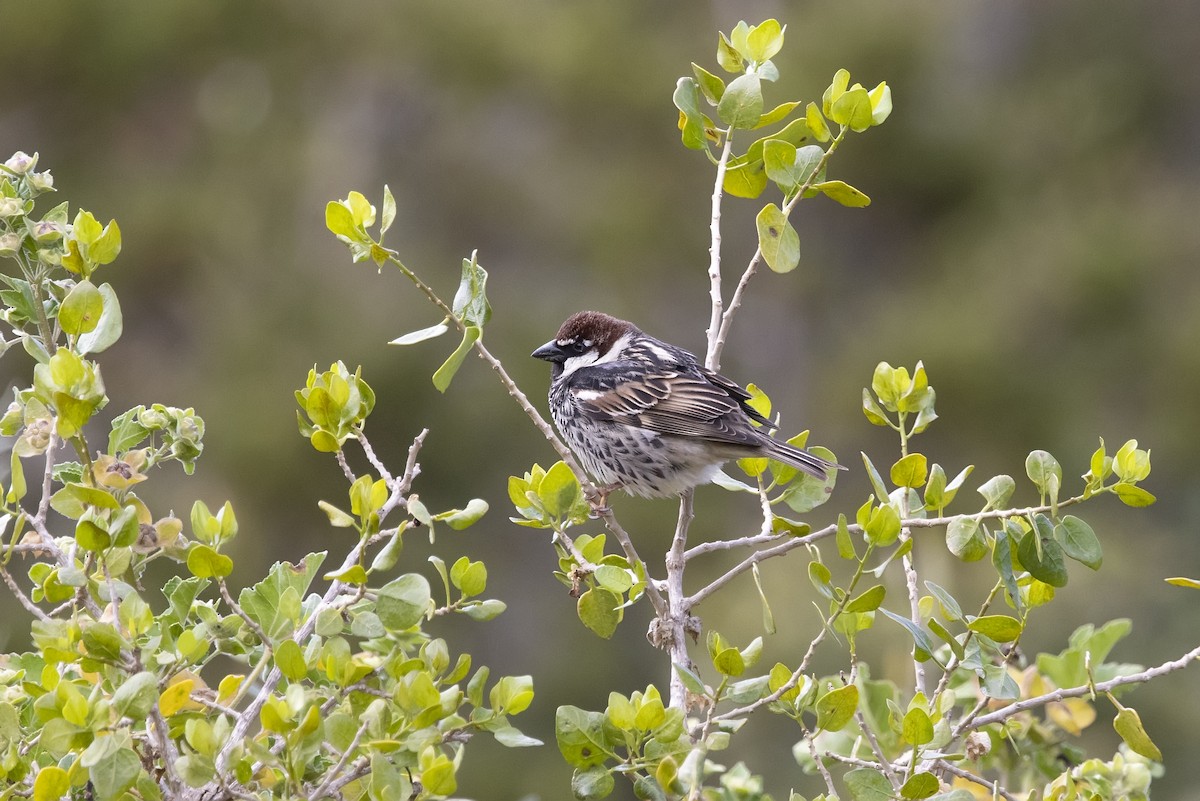 Spanish Sparrow - ML620747220