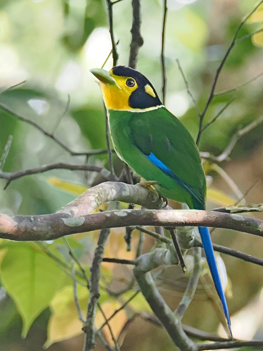 Long-tailed Broadbill - ML620747221