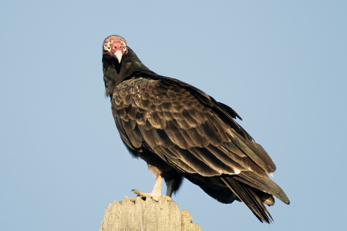 Turkey Vulture - ML620747223