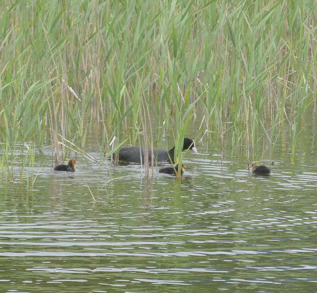 Eurasian Coot - ML620747230