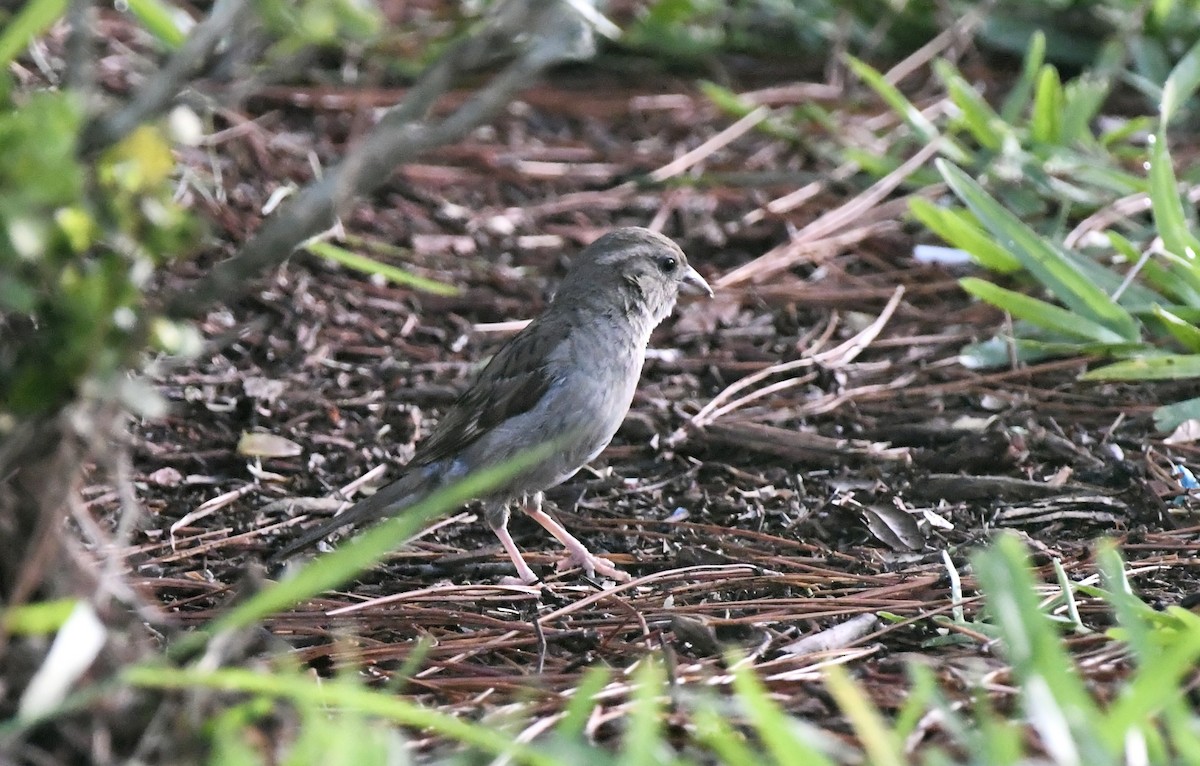 House Sparrow - ML620747240