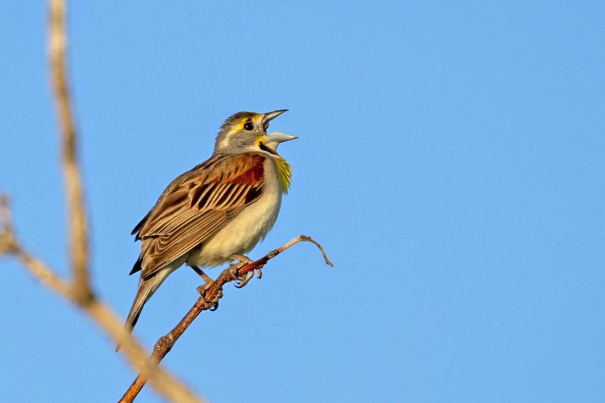 Dickcissel - ML620747242