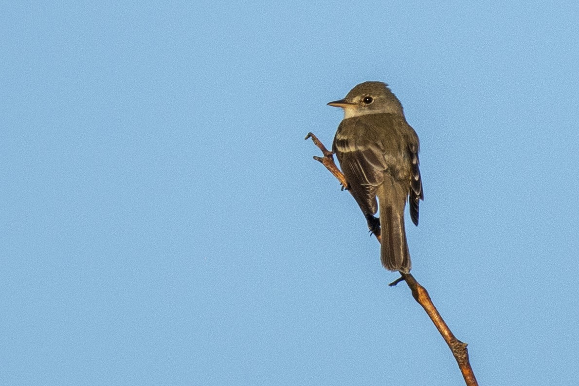 Willow Flycatcher - ML620747247