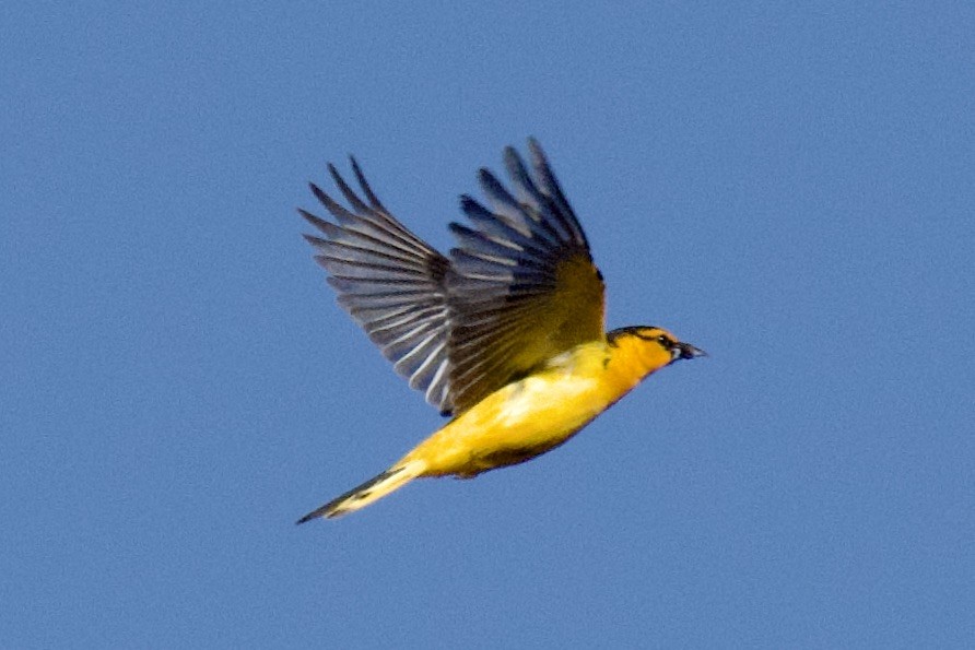 Bullock's Oriole - ML620747252