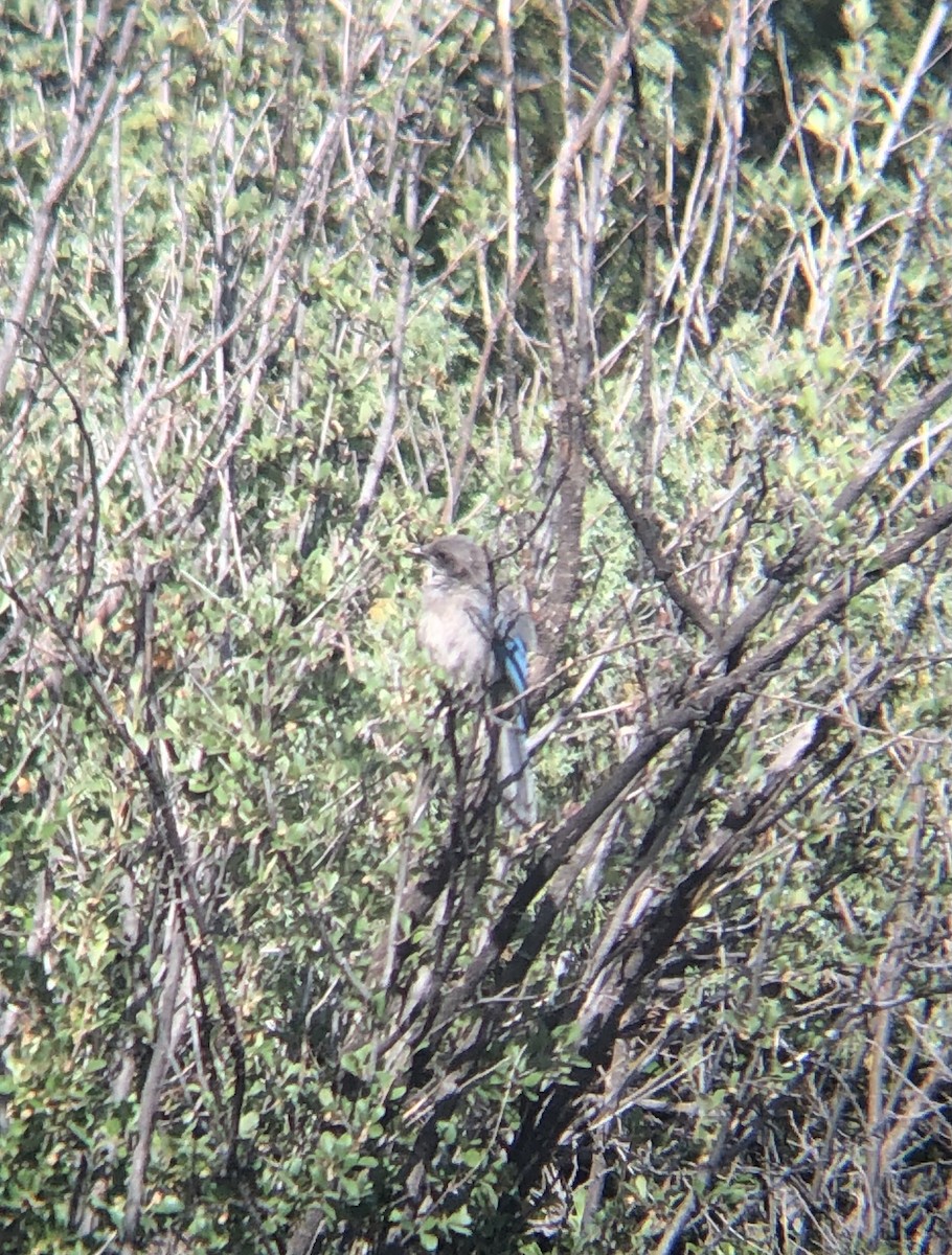 Woodhouse's Scrub-Jay - Calliope Ketola