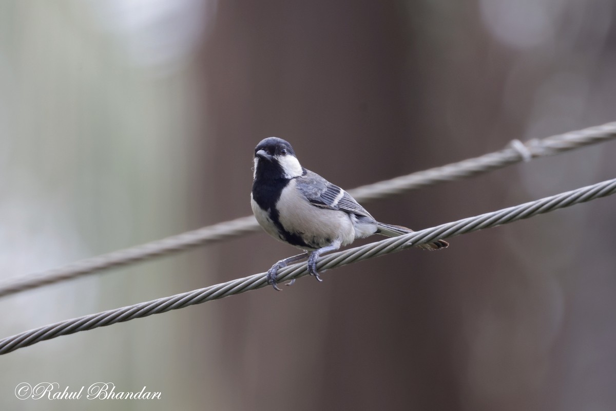 Cinereous Tit - Rahul Bhandari