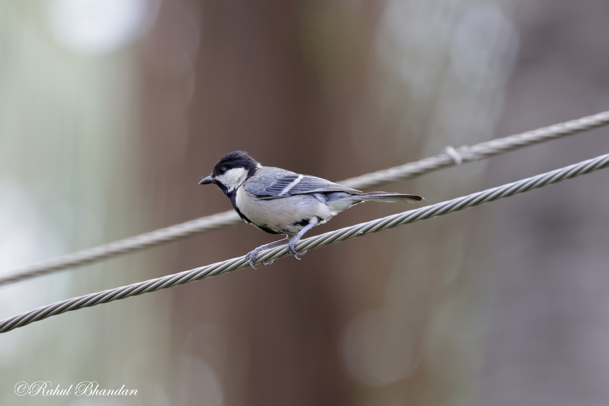 Cinereous Tit - ML620747258